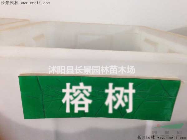榕樹種子哪里有賣？