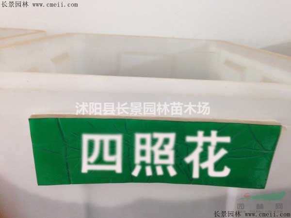 四照花種子多少錢一斤？