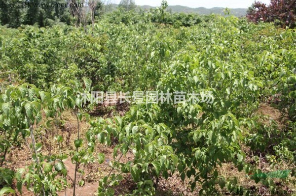 四照花種子多少錢一斤？