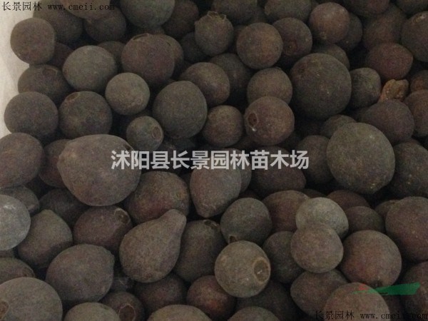番石榴種子什么價格？