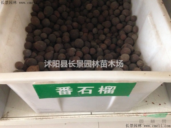 番石榴種子什么價格？