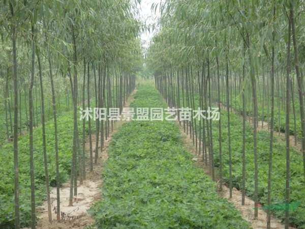 直徑10公分竹柳多少錢一棵？