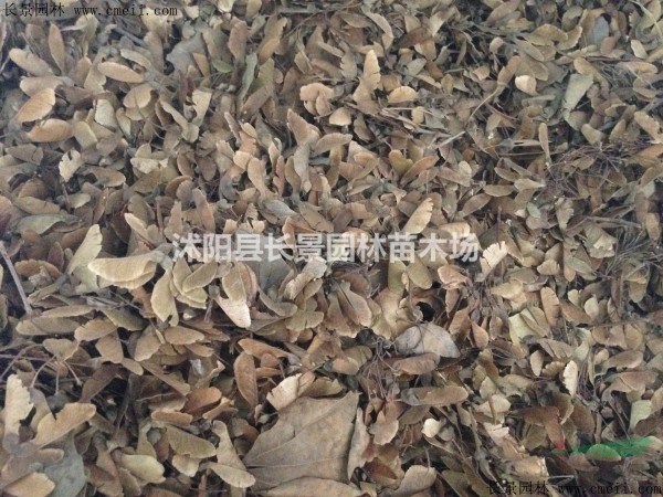   三角楓種子哪里有賣的？
