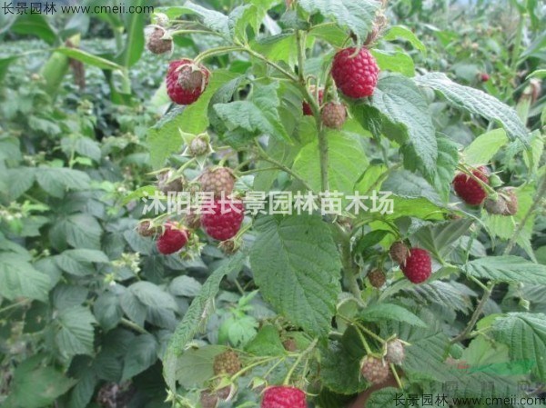 樹莓種子價(jià)格