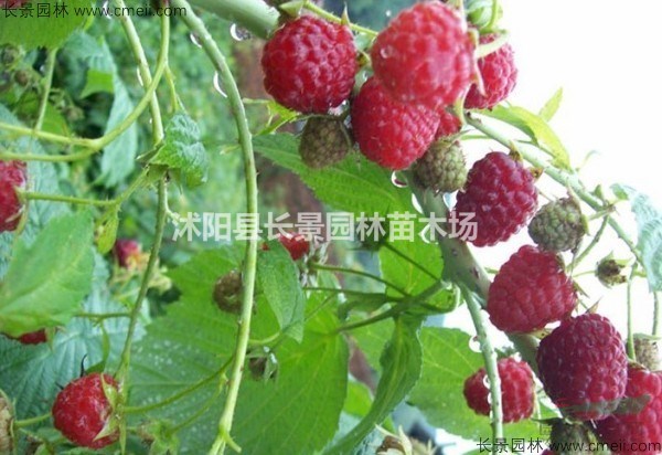 樹莓種子價(jià)格