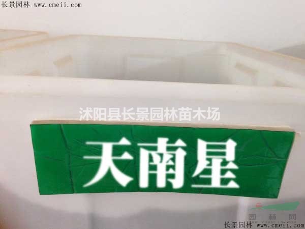 天南星種子多少錢一斤？ 