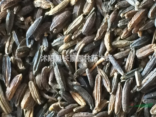 天南星種子多少錢一斤？ 