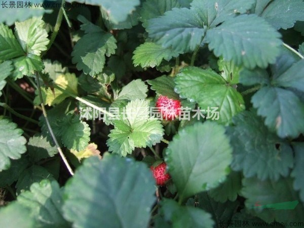 哪里有賣(mài)蛇莓種子的？多少錢(qián)一斤？