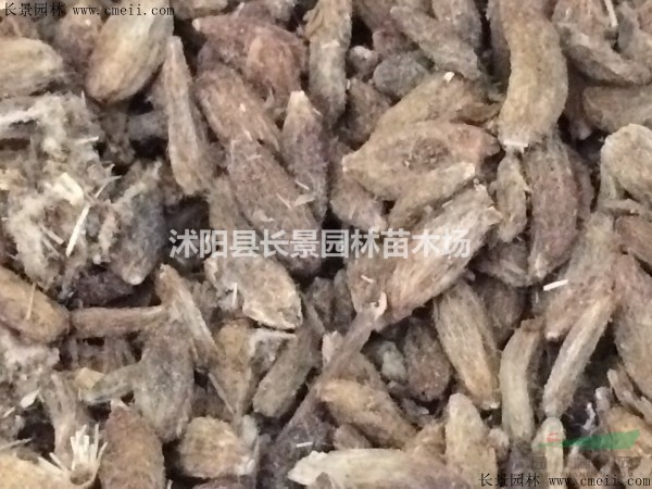 白術(shù)種子多少錢一斤，白術(shù)種子批發(fā)價格