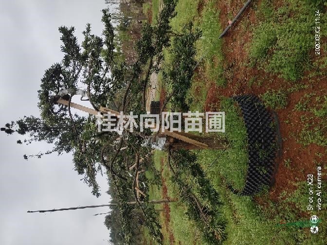 造型羅漢松