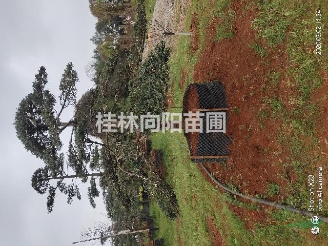造型羅漢松