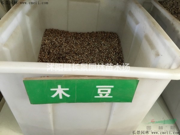 木豆種子多少錢(qián)一斤？