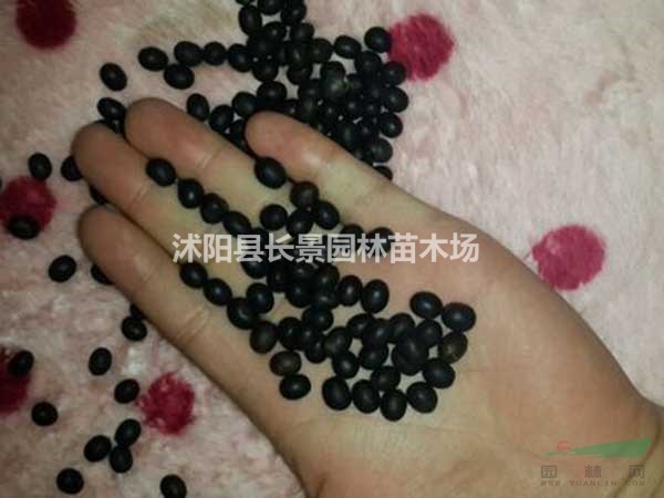 美人蕉種子多少錢一斤？