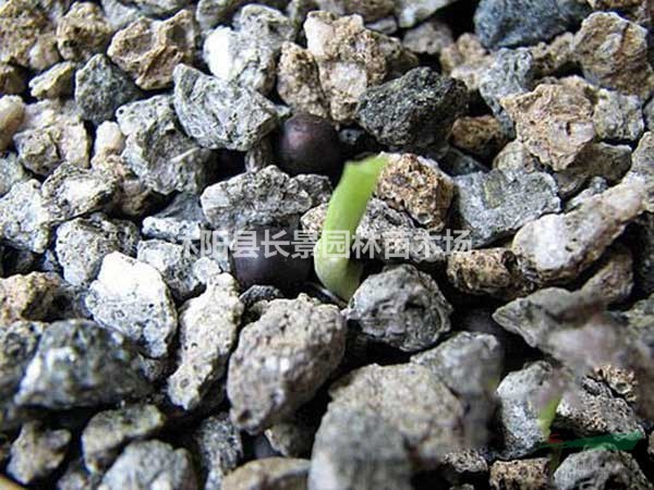 美人蕉種子多少錢一斤？