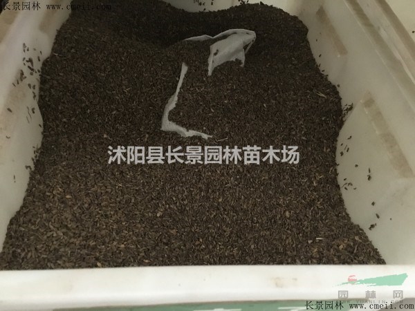 牛蒡子種子哪里有賣？