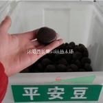 平安豆種子
