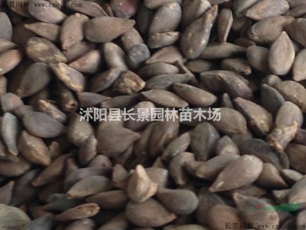 蘋果種子批發(fā)多少錢一斤？哪里有賣？