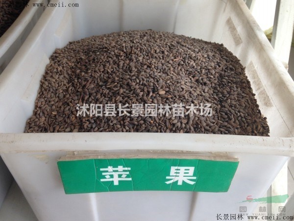 蘋果種子批發(fā)多少錢一斤？哪里有賣？