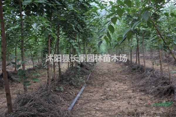 大葉樸樹種子價(jià)格？