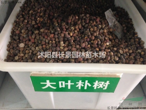 大葉樸樹種子價(jià)格？