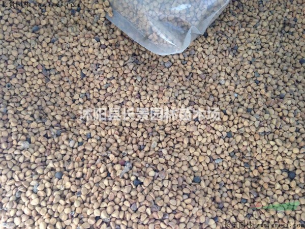哪里有賣牽?；ǚN子？多少錢(qián)一斤？