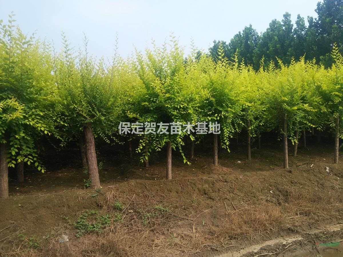 河北保定金葉榆苗木基地 