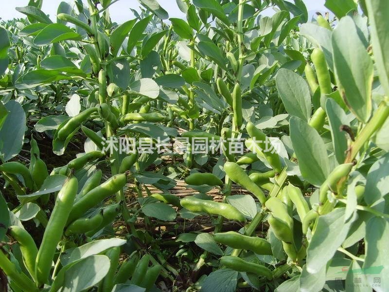 蠶豆種子價格,蠶豆種子哪里有賣？