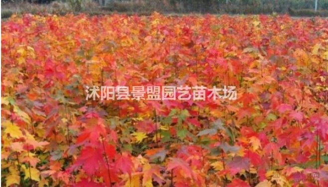 美國紅楓種子多少錢一斤，美國紅楓種子批發(fā)價(jià)格