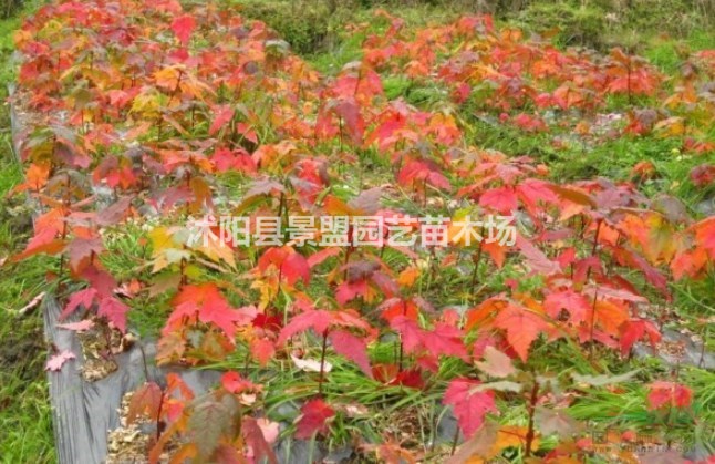 美國紅楓種子多少錢一斤，美國紅楓種子批發(fā)價(jià)格