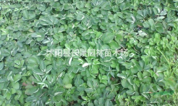 哪里有賣草莓種子的？ 