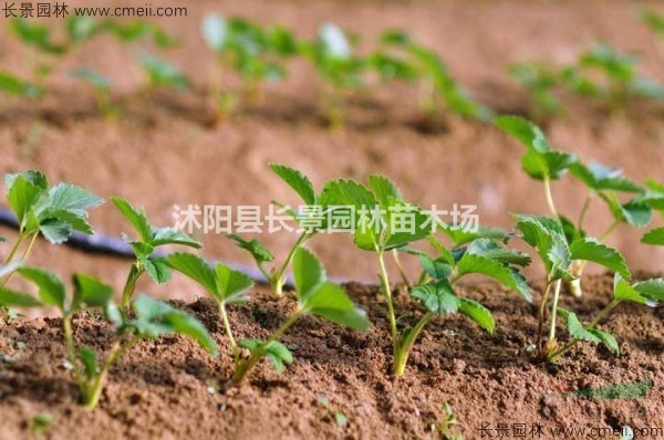 哪里有賣草莓種子的？ 