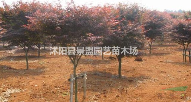 六公分中國紅楓市場什么價(jià)格