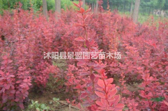 陜西紅葉小檗球價(jià)格怎么樣？