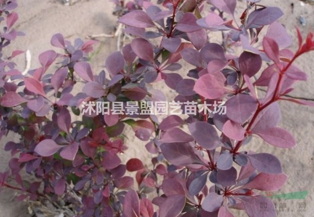 陜西紅葉小檗球價(jià)格怎么樣？