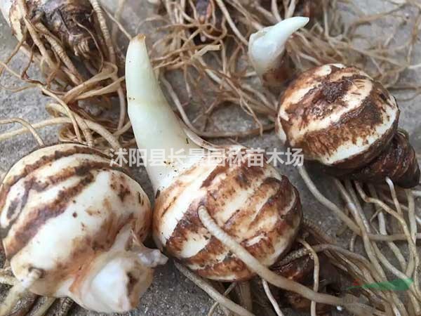 獨(dú)角蓮種子什么價(jià)格？哪里有賣的？