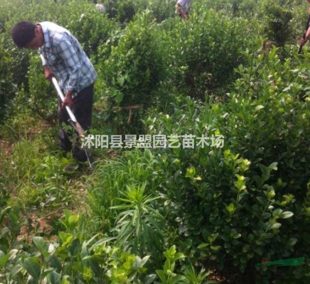 哪里的衛(wèi)矛球批發(fā)價(jià)格便宜？