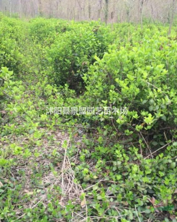 哪里的衛(wèi)矛球批發(fā)價(jià)格便宜？