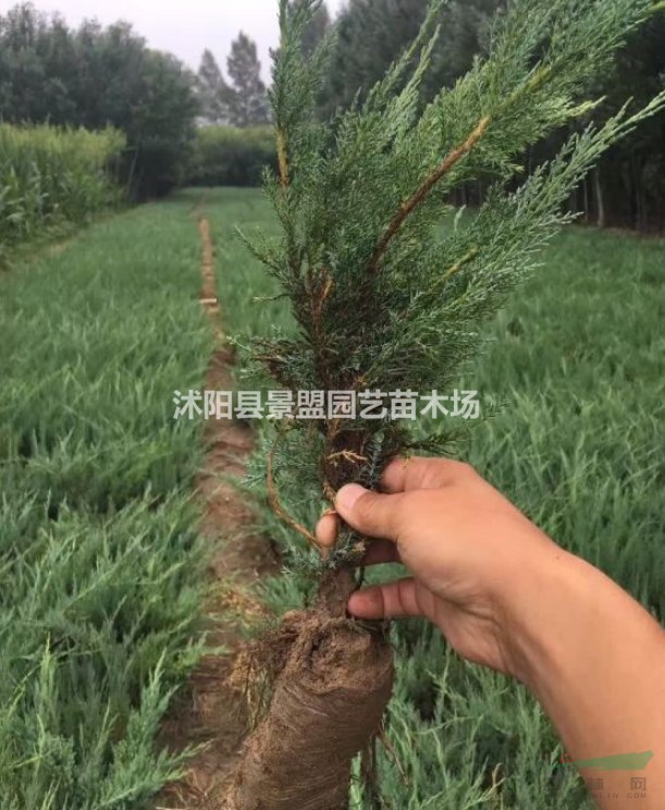 沙地柏一平米種多少株？