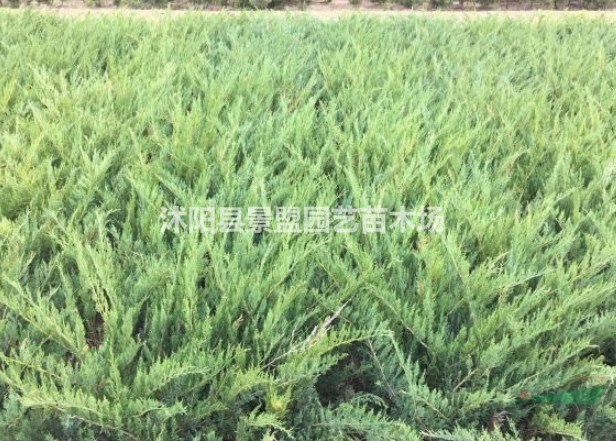 沙地柏一平米種多少株？