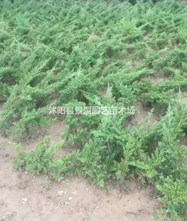地柏苗多少錢(qián)一棵？