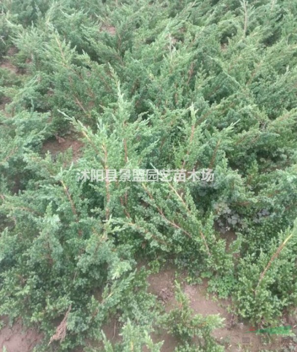 地柏苗多少錢(qián)一棵？