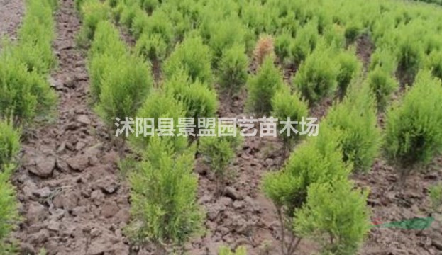 灑金柏種子價(jià)格，灑金柏種子哪里有賣？