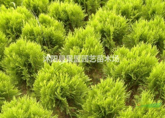 灑金柏種子價(jià)格，灑金柏種子哪里有賣？