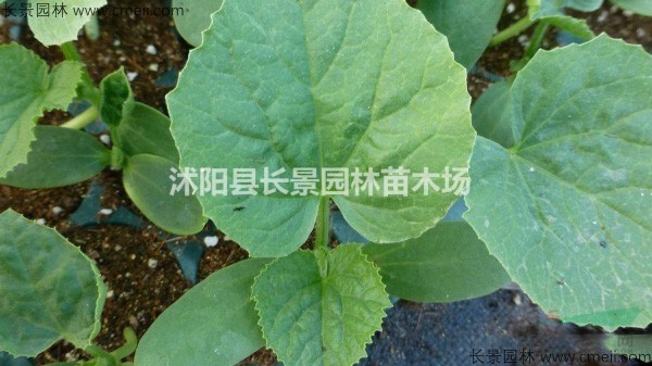 哈密瓜種子什么價(jià)格？