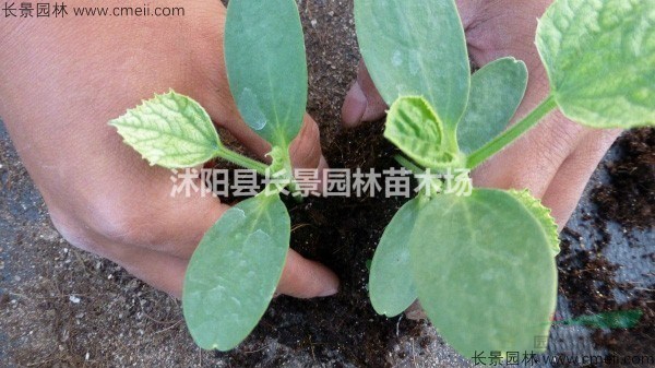 哈密瓜種子什么價(jià)格？