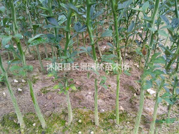 桔子種子什么價格？