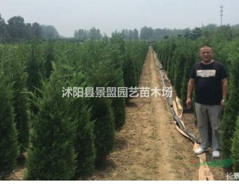 高6米的蜀檜柏哪里有貨？，，