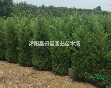 高6米的蜀檜柏哪里有貨？，，