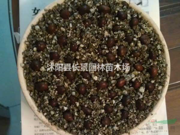 枇杷種子什么價(jià)格？哪里有賣(mài)？