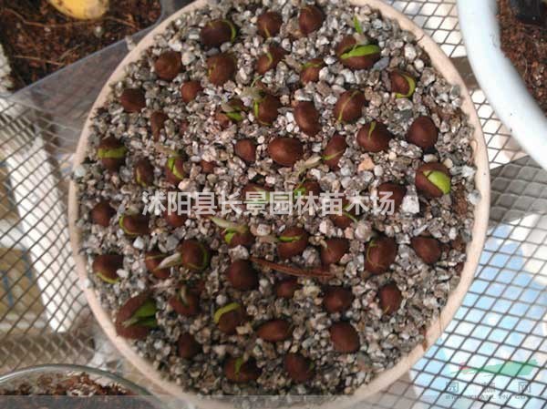 哪里有賣枇杷種子